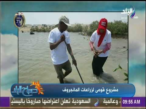 صباح البلد أشجار المانجروف تتطلب مياه مالحة وسواحل البحار ألاسب لزراعتها