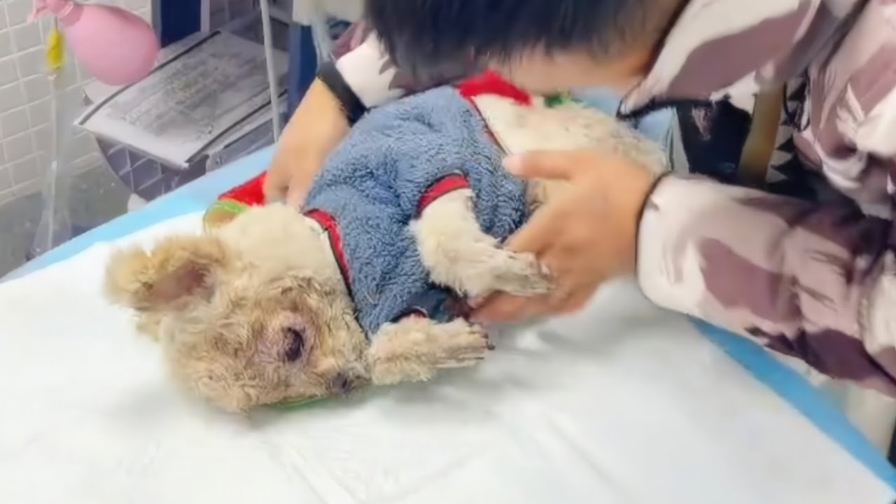 Alone and Forsaken: A Helpless Dog’s Long Journey to Safety and Love