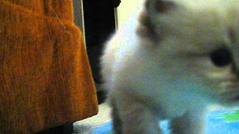 Video 6855821: blue point himalayan, himalayan female, kitten