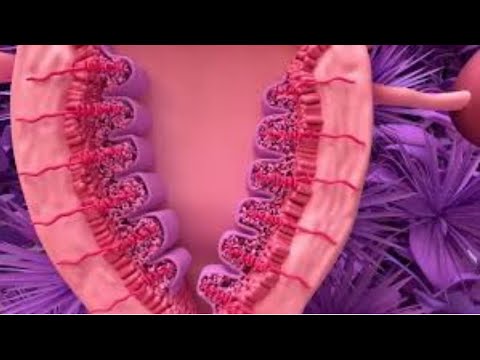Menstrual Cycle Basics | 3D animation (1/2) medical d