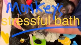 Baby Monkey HATES Bath Time! 😫 #monkey  #capuchin #bath #babymonkey