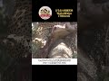 ヒョウの獲物の隠し場所とは…母子の食事シーン!【どうぶつ奇想天外/WAKUWAKU】
