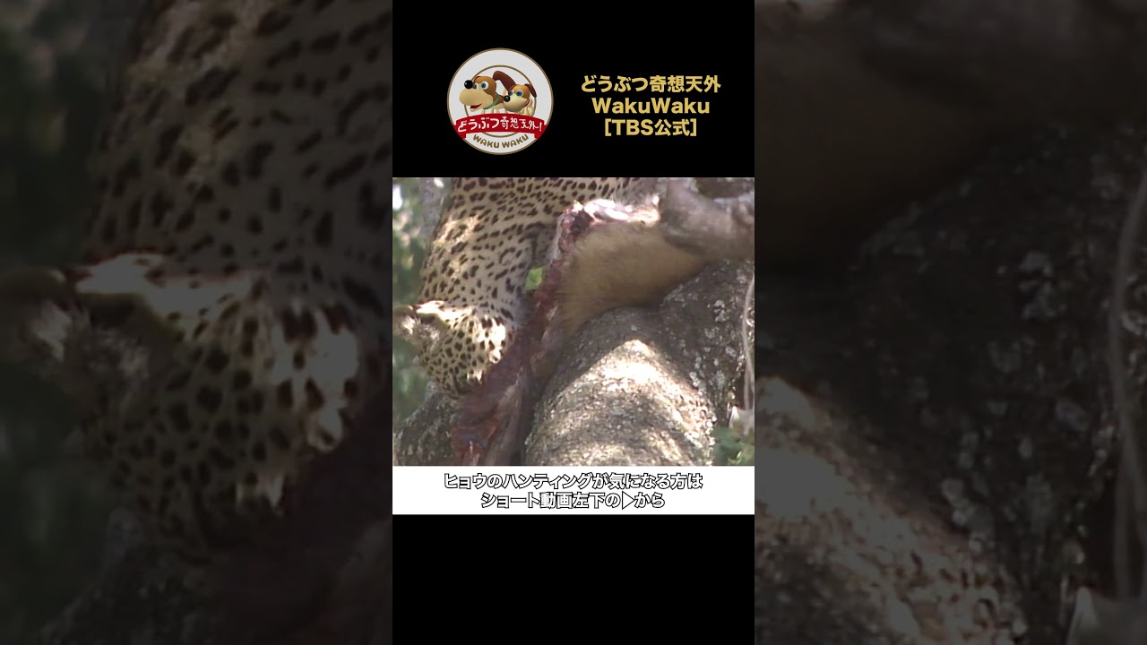 ヒョウの獲物の隠し場所とは…母子の食事シーン!【どうぶつ奇想天外/WAKUWAKU】