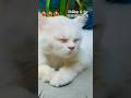 wow 👌 #cat #trending #subscribe #youtubeshorts