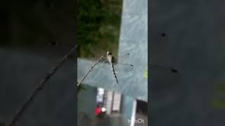 Fly with a dragonfly✨🤌 #viral #mussyellowlight#nature#dragonfly