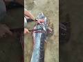 How to cutting Big Marlin fish cutting | Sea 🎣 Video #shorts #viralvideo #trending