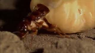 Army Ants vs termites