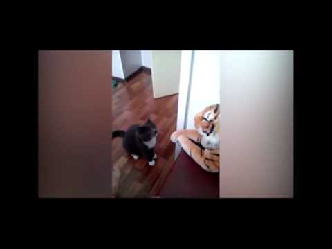 Kedi Oyuncak Kaplanı Yumrukluyor !!