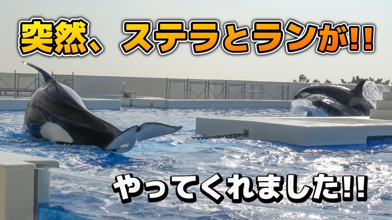 【シャチ】突然、ランが大暴れでステラ便乗！？元気がありあまっております【須磨シーワールド2026年1月16日】#シャチ