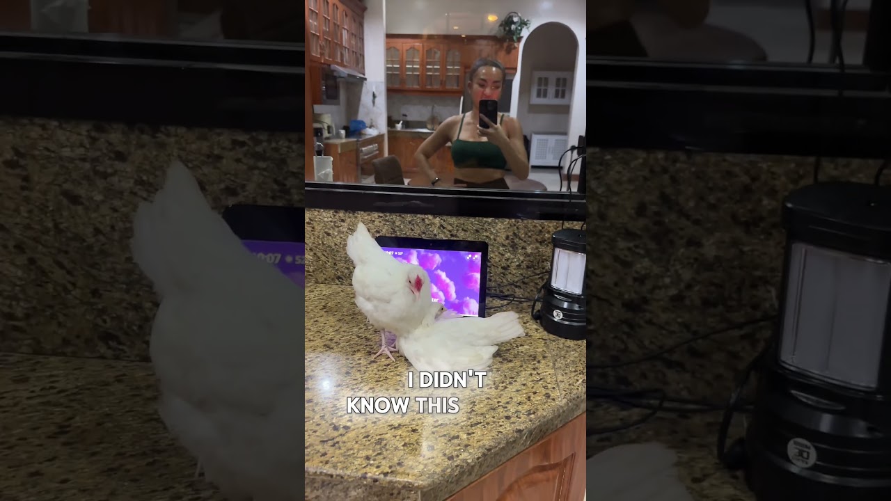 Surprise on the Counter! 🐔 Not What You Think! | Bantam Chickens in the Philippines 🇵🇭