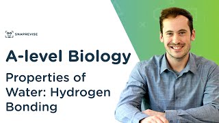 Properties of Water: Hydrogen Bonding | A-level Biology | OCR, AQA, Edexcel