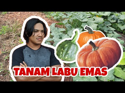 Video: Apa Itu Tanaman Labu Kacang: Petua Menanam Labu Kacang