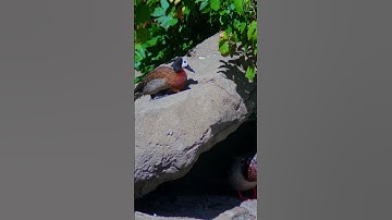 White-faced Whistling Duck Sitting 6   #shorts #fyp #duck