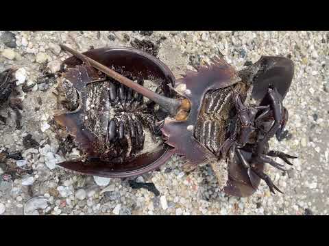 Member Preview: Turtle Spiders of the Sea
