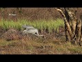 Australia 2018. Birding the Northern territory. Part two: Kakadu NP Arnhem Highway