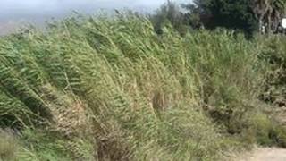Jab Chali Thandi Hawa  On The Harmonica By Inderjit Singh Soni