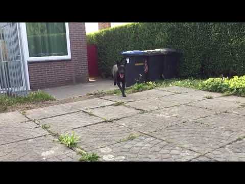 Cross of Heide Terrier x Patterdale 9 month bitch of friend(1)