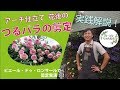 【実践解説】つるバラの花後の剪定 #5