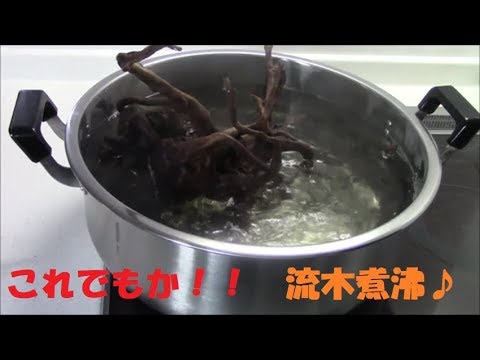 流木煮沸 これでもかってくらい煮沸 Remove Tannins From Driftwood Youtube