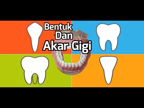 Video: Apakah Tulang Gigi? Terbuat Dari Gigi Dan Tulang