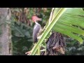 Pájaros Carpinteros - Corregimiento El Concilio - Salgar, Antioquia