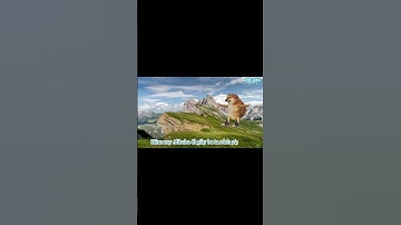 Nhạc chế Ding Ding memes: Alibaba đi giày bata rách 1/3