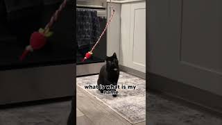 No Thought Cat