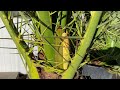 Phoenix Canariensis Jan15 update, she is blooming