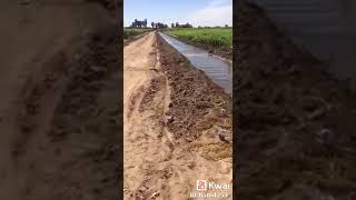 ظهور تمساح ضخم بأرض زراعية في محافظة المنوفية