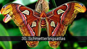 Was ist der schönste Schmetterling der Welt?