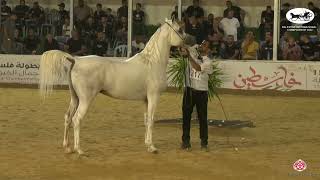 N 317 Fares Fg Palestine International Championship 2022 Stallions 6 7 Years Old Cl 27