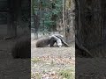 寒中の時期でもエサ?を探すオオアリクイさん