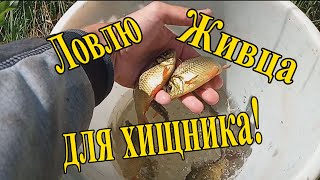 КАК БЫСТРО НАЛОВИТЬ ЖИВЦА! ЛОВЛЯ на Ловушки летом!!!Карасики для ловли хищника!!!