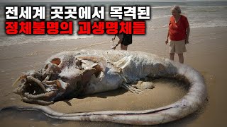 전세계 곳곳에서 목격되는 정체불명의 괴생명체들 I 11월의 몰아보기