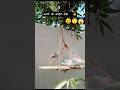 😎🐦Sparrow video Saw the style of getting down #funny #birdsong #sparrow#nature#trending#ytshorts#yt