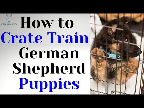 Video: Cara Housebreak Anak Anjing Gembala Jerman