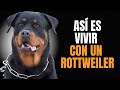 ROTTWEILER: Personalidad y Temperamento ¿ES IDEAL PARA TI?