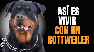 ROTTWEILER: Personalidad y Temperamento ¿ES IDEAL PARA TI?