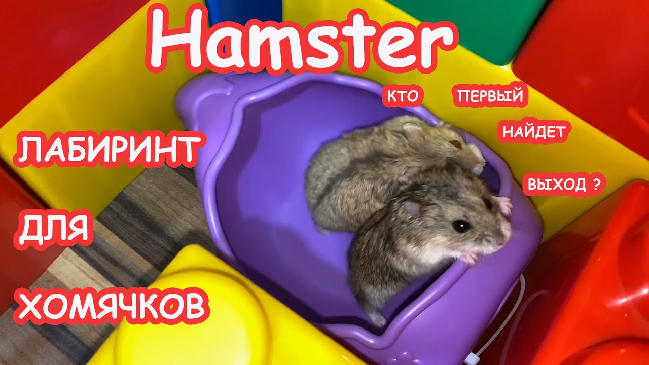 ЛАБИРИНТ ДЛЯ ХОМЯЧКОВ!!! - YouTube