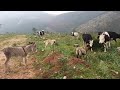 Patika Yollarda ,Ormanda Koyun ve Keçiler Merada Yayılımda 🌿🐕🐐🐏🌿