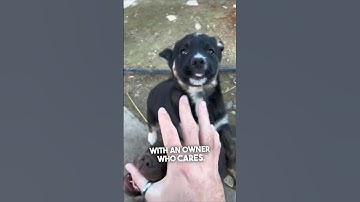 Saving abandoned puppies ❤️