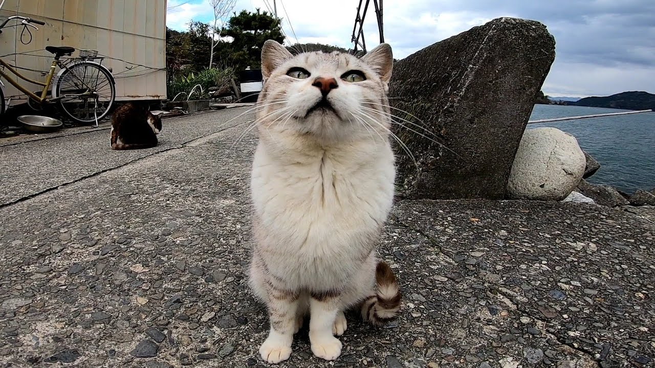 足元にスリスリしてくる野良猫が可愛過ぎる Youtube