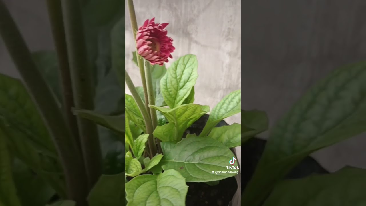 Time Lapse Of My Blooming Gerbera Garden Gardening