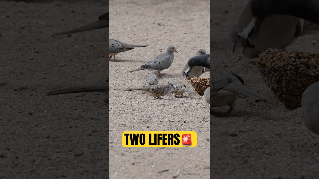 Someone left a block of seed on the ground and it brought in two LIFERS 👀