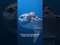 Nature's Most Defenseless Animals: Zero Self-Defense!