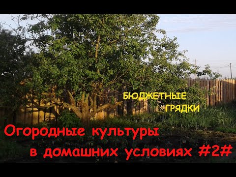 Огородные культуры в