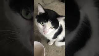 Cats Not Mine Thethunderstormsyt