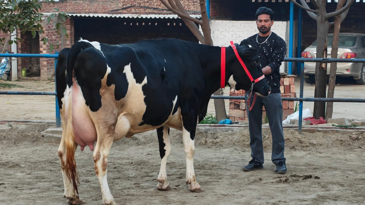 5 ਗਾਵਾਂ ਵਿਕਾਊ, 5 cows for sale 