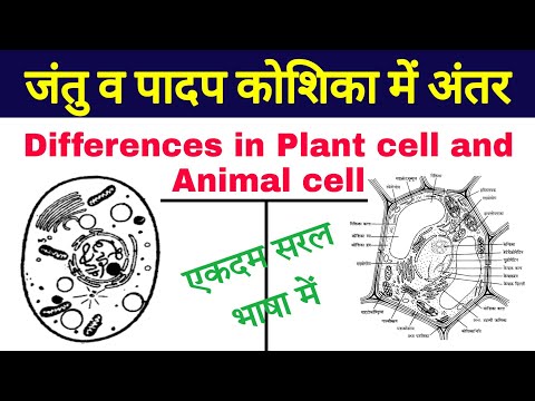 वीडियो: पशु और पौधे दोनों में कौन सी कोशिकाएँ होती हैं?