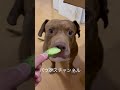 犬の信頼を失った瞬間w#shorts